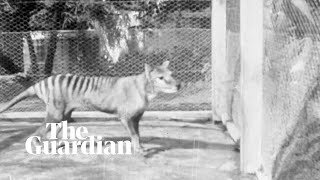 Tasmanian tiger newly released footage captures lastknown vision of thylacine [upl. by Tattan]