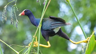 PURPLE GALLINULE BALANCING AND CLIMBING ON PLANTS WHILE FEEDING [upl. by Adnoval]