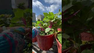 Harvesting pink Amaranth gardening [upl. by Nylime]