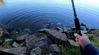 Dad Gone Fishing  river fishing for the biggest carp in the fall using corn beast fishing [upl. by Zsolway544]