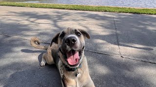 Egmont  Norwegian Elkhound Mix  DTSP [upl. by Rumilly980]