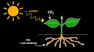 Nutrition et organisation des végétaux chlorophylliens 5e [upl. by Halyak]