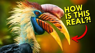 Hornbills Are Too Weird To Be Real [upl. by Aicemed]