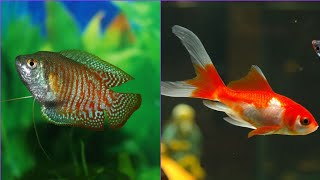 Can dwarf gouramis and goldfish live together can goldfish and gourami share the same fish tank [upl. by Floro]