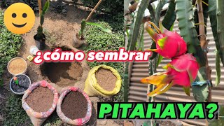 cómo sembrar PITAHAYA directamente en suelo 🏜️🐉 cultiva pitahaya en casa de forma fácil y sencillo [upl. by Thibaud]