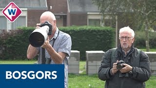 De zeldzame vogel bosgors is neergestreken in Noordwijkerhout  OMROEP WEST [upl. by Lenora750]