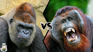 GORILLA VS ORANGUTAN  Who is the king of the Great Apes Family [upl. by Okorih]