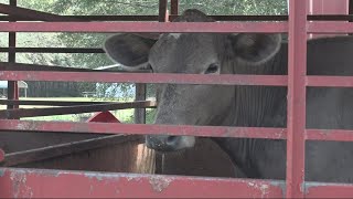 Police Animals left for days without food and water at Lake Butler slaughterhouse [upl. by Dnivra]