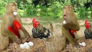 SokYaa Persuade ToTo For Taking Eggs Back Home Smart Video Of Animals [upl. by Gardel431]