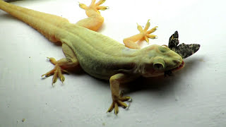 Lizard eating Butterfly Close Up Zoom Video  House Gecko Chipkali [upl. by Zeculon]