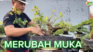 PART 3 AKTIFITAS PAGI PRUNING WARU [upl. by Anaitsirc]