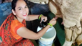 Cow milking  beautyful milking by hand  dairy farm vlog  Milk dairy  Vlog [upl. by Novahs]