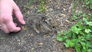 THE cutest baby bunny rabbit in the WORLD is released back to the wild part 2 [upl. by Ahseek]