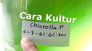 Cara Kultur Chlorella Murni [upl. by Schroeder40]