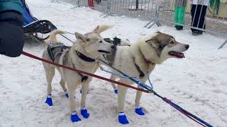 Klondike Dog Derby [upl. by Biron]