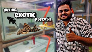 Buying Dozens of EXOTIC PLECOS for Future breeding [upl. by Hctud]