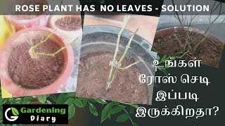 இலை இல்லாமல் இருக்கும் ரோஸ் செடி வளர டிப்ஸ்  Tips to save dying rose without leaves [upl. by Yssor]