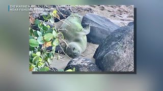 Young Hawaiian monk seal undergoes emergency care [upl. by Merrili330]