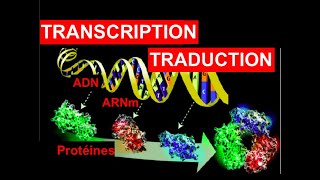 Vidéo N°7 Term ST2S TranscriptionTraductionMutations  2 décembre 2020 [upl. by Larochelle]