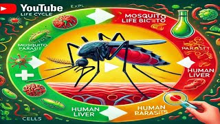 The Unbelievable Life Cycle of the Malaria Parasite [upl. by Kurt263]