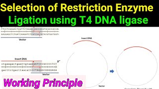 T4 DNA Ligase ll Ligation ll working principle ll Selection of Restriction enzymes [upl. by Tamaru880]