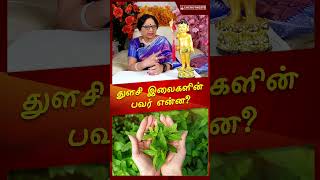 துளசி இலைகளின் பவர் என்ன energynests tulasi சித்தமருத்துவம் drmeenakshi [upl. by Airtened]