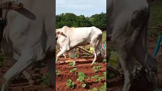 agriculture life farming 2024song music melody 12 July 2024shorts love folks agriculture [upl. by Ativel]