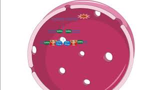 Non homologous end joining pathway Creative Diagnostic [upl. by Hedgcock]