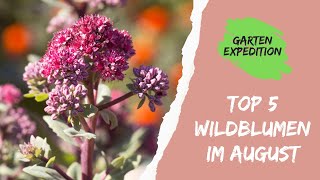 Top 5 Wildblumen im August  Trachtfließband  Gartenexpedition naturgarten [upl. by Genni]