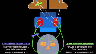 Facial Palsy Upper and Lower Motor Neuron Lesions  Dr MDM [upl. by Ahseiat677]