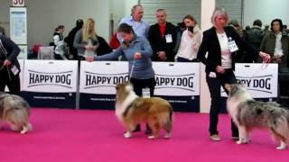 Dog Show Nitra 15012017 ROUGH COLLIES  females 2of2 [upl. by Ainaj16]