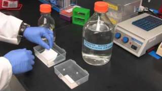 Video Western Blotting Sample Preparation to Detectionmov [upl. by Nellahs]