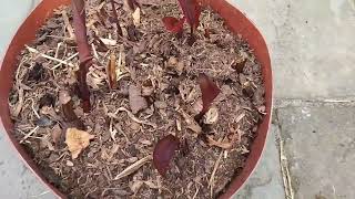 Planting up Hedychium Gardnerianum amp Canna Tropicana Black out from pots into the patio area [upl. by Sander607]