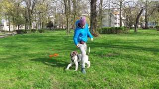 lagotto romagnolo training [upl. by Dunston]