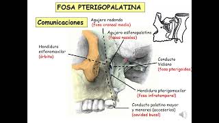 Cráneo FOSA TEMPORAL INFRATEMPORAL Y PTERIGOPALATINA [upl. by Magill]