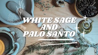 Endangered Sacred Plants  White Sage and Palo Santo [upl. by Eninahpets]