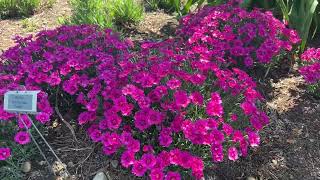 Proven Winners Perennial Trial Garden Tour at Walters Gardens [upl. by Arehs]