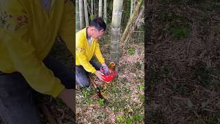 Quenched thirst by drinking bamboo water in the forest🥵shorts viralvideo video [upl. by Adnoek]