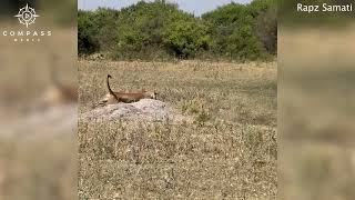 Warthog Backflips to Escape Lioness [upl. by Schreck]