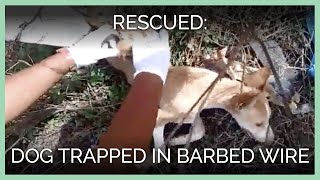 Dog Rescued From Barbed Wire Trap [upl. by Athal]