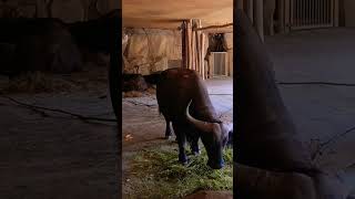 The Savannah Buffaloes of Antwerp Zoo Belgium Please subscribe my channel to see more thanks😁 [upl. by Ecyor326]