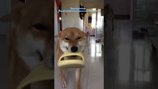 Dogs act spoiled and cuteThe Shiba Inu welcomes the owner homeShiba Inu [upl. by Annod]