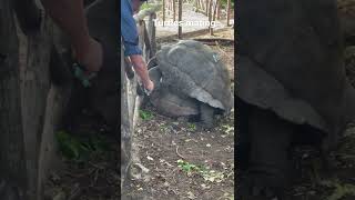 Over 100 years old Turtle mating with a younger turtle BonkingTurtleszanzibar PVTMoment subscribe [upl. by Hcelemile]