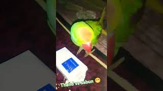 Kyunki thand a gai hai funny 😁 mitthu please 🙏 like subscribe 🦜🙏 [upl. by Trevlac]