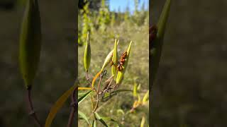 Collecting Milkweed Seeds and Found Strange Bugs nature foodforest gardening [upl. by Aivekahs]