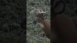 Bowhunting Missouri Using a Decoy [upl. by Lemmy492]