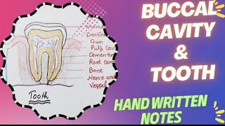 Buccal Cavity l Dentition in human l Hand Written Notes l NCERT l Bio PathshalaLec  3 [upl. by Yesteb]