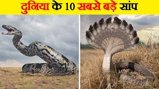 मिलिये दुनिया के 10 सबसे बड़े सांपों से  10 Biggest Snakes In The World  Worlds 10 Biggest Snakes [upl. by Tomkin228]