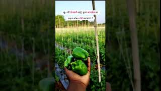 आवडेल का 😍 shortvideo agriculture farming farmer love traditionalagriculture shorts trend [upl. by Acinemod]