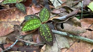 【4K】Cystorchis variegata in West Kalimantan [upl. by Nyllaf]